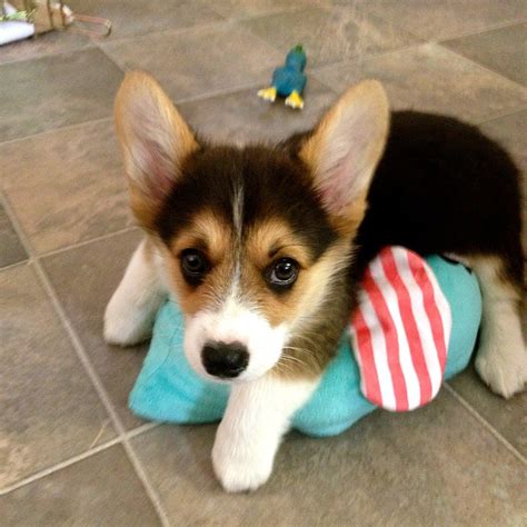 Tri Color Corgi Puppy For Sale - Colorxml