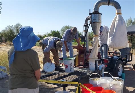 How to turn messy mesquite pods into pies | I saw it in Tucson