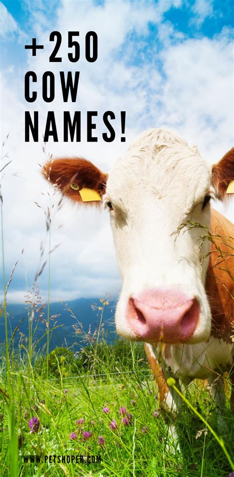 Cow Names ? +250? Cute ? Traditional Ideas | PetShoper