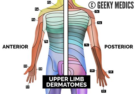 Dermatomes and Myotomes | Sensation | Anatomy Geeky Medics