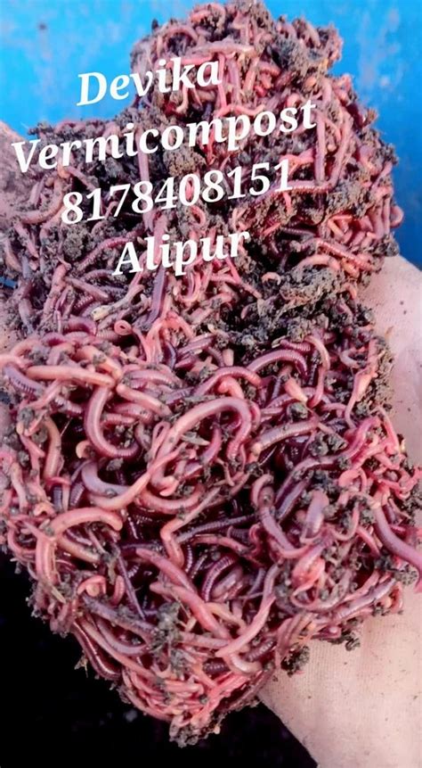 Eisenia fetida Live Earthworms, Kechua Australian (Eisenia Foetida), 10 Kg, Plastic crate at Rs ...