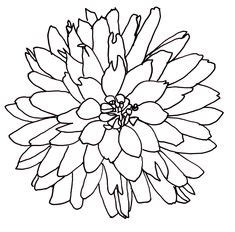 line drawing - flowers - dahlia Line Flower, Flowers Nature, White Flowers