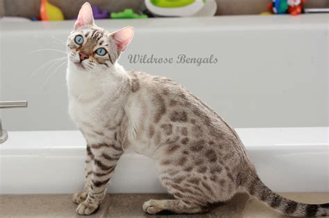 Wildrose Bengals