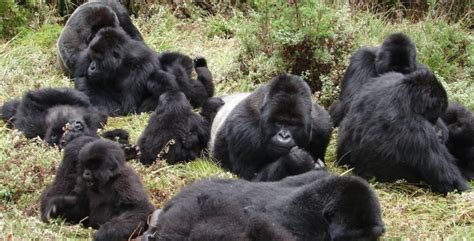 Bikingi Gorilla Group- Best time to visit Bikingi Gorilla Family Uganda