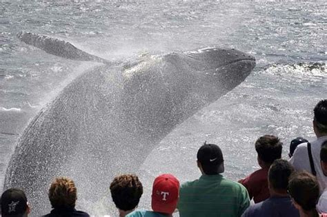 Whale Watching Tour In Gloucester: Triphobo