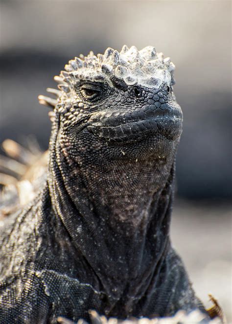 Marine Iguana face Photograph by Bob Jensen - Fine Art America