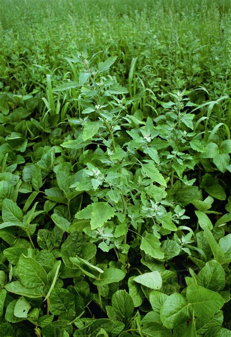 Weeds In Agriculture