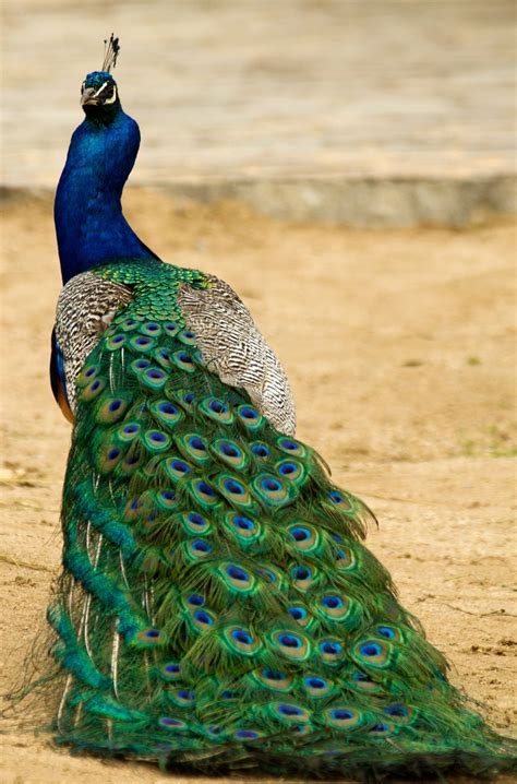 15 Birds With Spectacularly Fancy Tail Feathers | Beautiful birds, Bird, Bird species