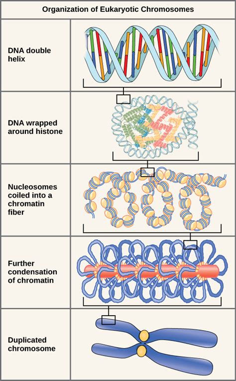 Chromosome Structure | Biology for Majors I