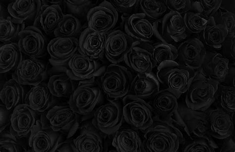 71+ Background Black Rose Images - MyWeb