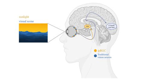 Vision you can’t see: How the brain senses the time of day