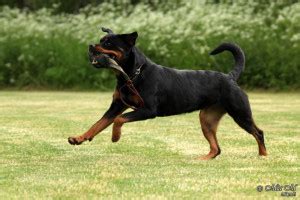 Rottweiler Training - Best Dog Foods and Holistic Dog Health Remedies ...