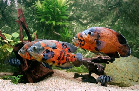 The Best Cichlid Tank Size (For Popular Types of Cichlids) - Avid Aquarist