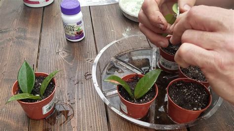 How To Propagate a Hoya -The Plant Farm® - YouTube