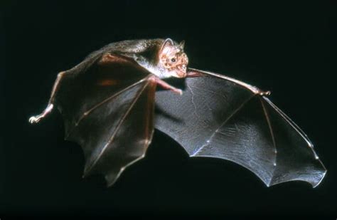 Vampire Bat - Description, Habitat, Image, Diet, and Interesting Facts