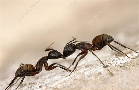 Carpenter ants fighting - Stock Image - Z345/0769 - Science Photo Library