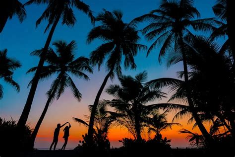 How To Take Care Of A Coconut Palm Tree?