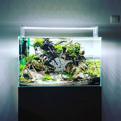 Ada cube garden 60-p | Aquascaping