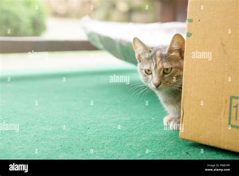 Gray young cat hiding behind paper box Stock Photo - Alamy