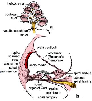 Helicotrema - Wikipedia