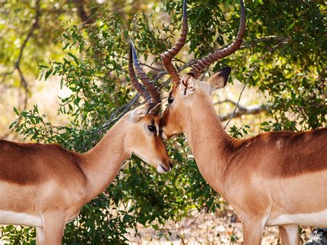 Free photo: Gazelles - Animal photography, Leaves, Wild life - Free ...