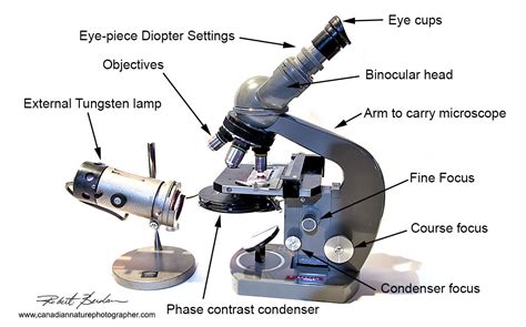 Compound Light Microscope Source Of Illumination | Shelly Lighting