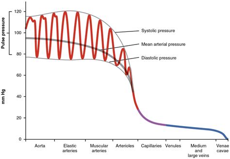 6.7 Blood Flow, Blood Pressure and Resistance – Fundamentals of Anatomy and Physiology