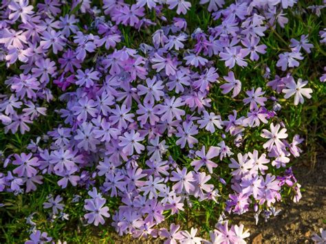 About Creeping Phlox - How To Plant And Care For Creeping Phlox Plants