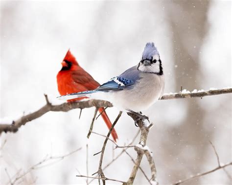 Seeing A Blue Jay & Cardinal Together: Spiritual Meanings - Journeys Of ...