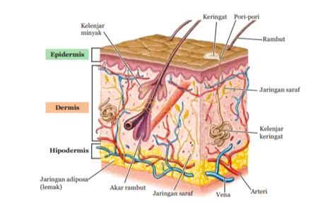 Mengenal Kulit: Pengertian, Fungsi, Struktur dan Gangguannya - Quipper Blog
