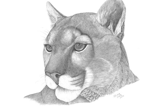 Mountain Lion Drawing Poster | ubicaciondepersonas.cdmx.gob.mx