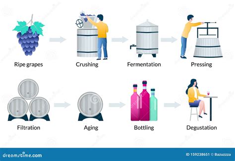 Steps Of Wine Production Process, Vector Infographics | CartoonDealer.com #159238651