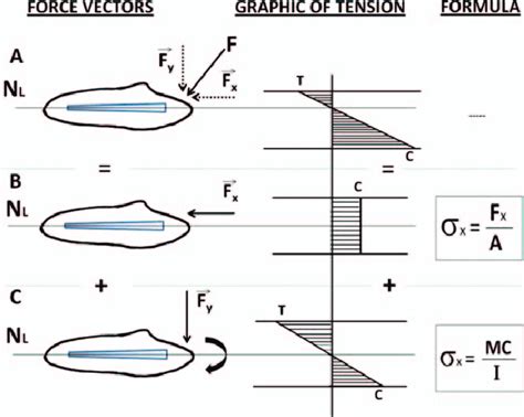 Diagram of the normal stresses (A), compression normal stress (B), and ...