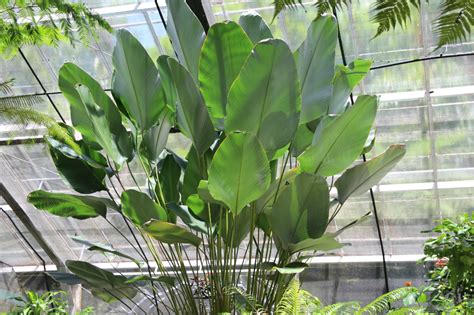 calathea-lutea-001 | Plants, Indoor trees, Foliage plants