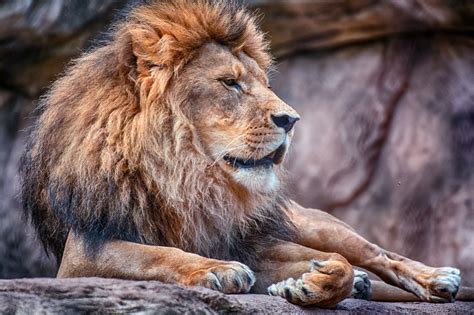 Kumpulan Foto-Foto Singa Afrika HD - Foto Dan Gambar Terbaru