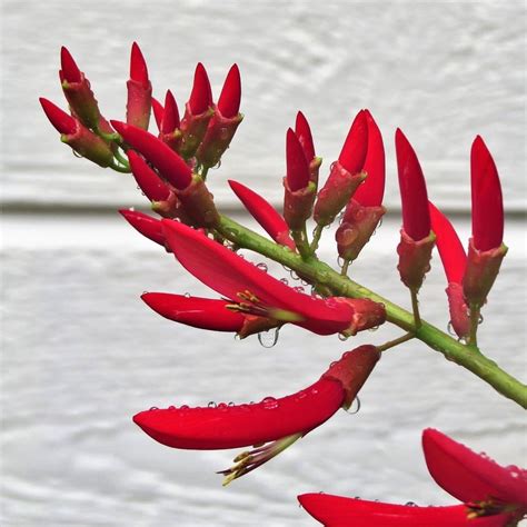 Firecracker Plant Care - 5 Steps to Beautiful Flowers! (Pollinators Love This!) - Catching Spring