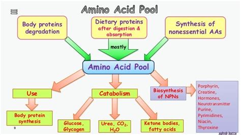 Amino Acid Metabolism Map