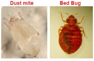 29 Dust Mites Facts: Everything You Need to Know - Fighting Dustmites