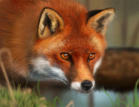 red-fox-England | Dieren, Grappig, Grap