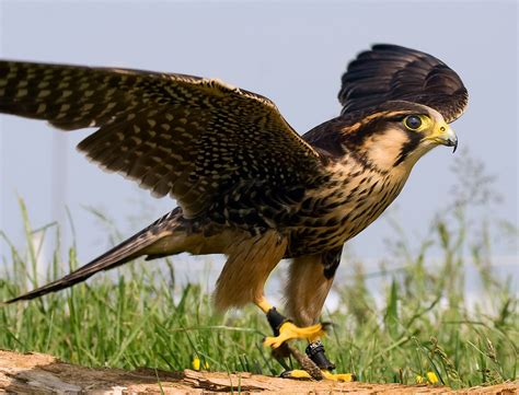 Aplomado Falcon | Animal Wiki | FANDOM powered by Wikia