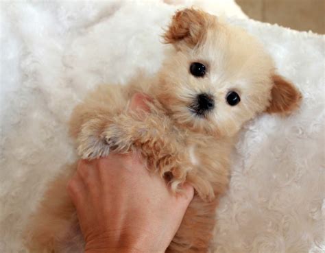 Teacup Malti Poo Puppy for sale | iHeartTeacups