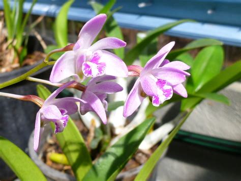 Australian Native Orchids | Gardening With Angus