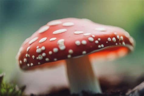 Amanita Muscaria Identification Made Easy: Tips and Tricks for Safe Handling - CBD Oil For Pain ...