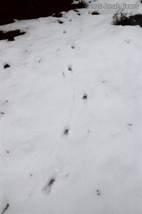 Identifying Animal Tracks in Snow – 5 Common Backyard Species – NatureTracking