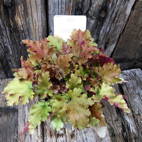 Heuchera Marmalade – Markeaton Garden Centre