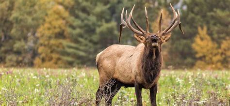 Pennsylvania Examines Its Elk Herd | Rocky Mountain Elk Foundation