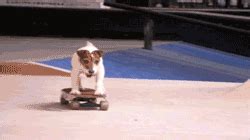 Its A Skateboarding Dog GIF - Find & Share on GIPHY