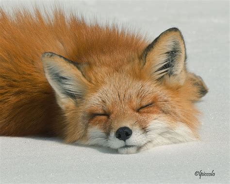 Sleeping Fox by krankeloon.deviantart.com The Animals, Baby Animals, Wild Animals, Sleeping Fox ...