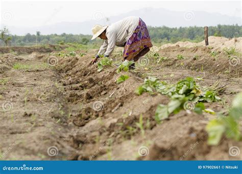 Farmer Planting Sweet Potato Stock Image - Image of organic, fertilizer: 97902661