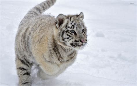 White tiger cub in the snow wallpaper - Animal wallpapers - #26137